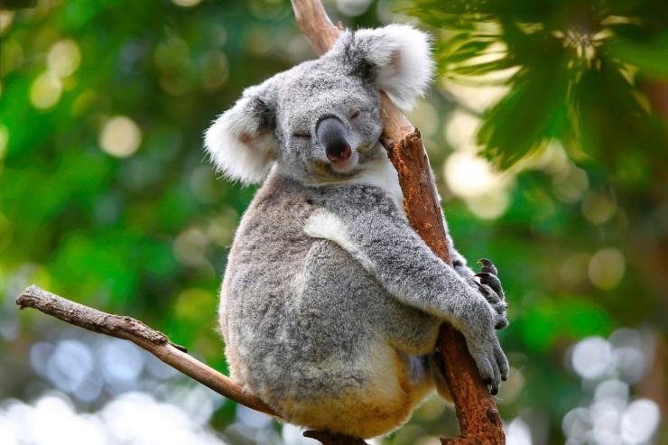 Come l'Australia aiuta i koala