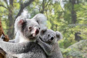 In Australia i koala sopravvivono