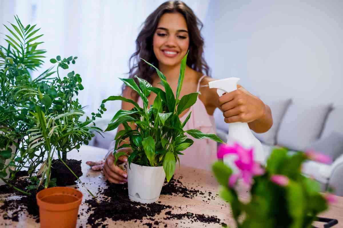 Piante, ecco quali sono quelle che migliorano l'umore 