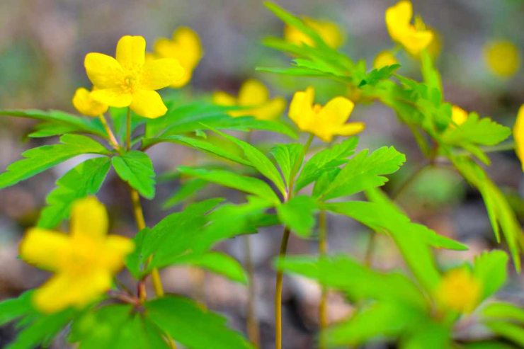 anemone giallo fai attenzione 