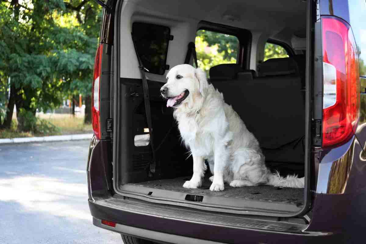 trasporto cani auto